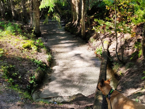 Urlaub-mit-Hund: Almfrieden Hotel & Romantikchalet