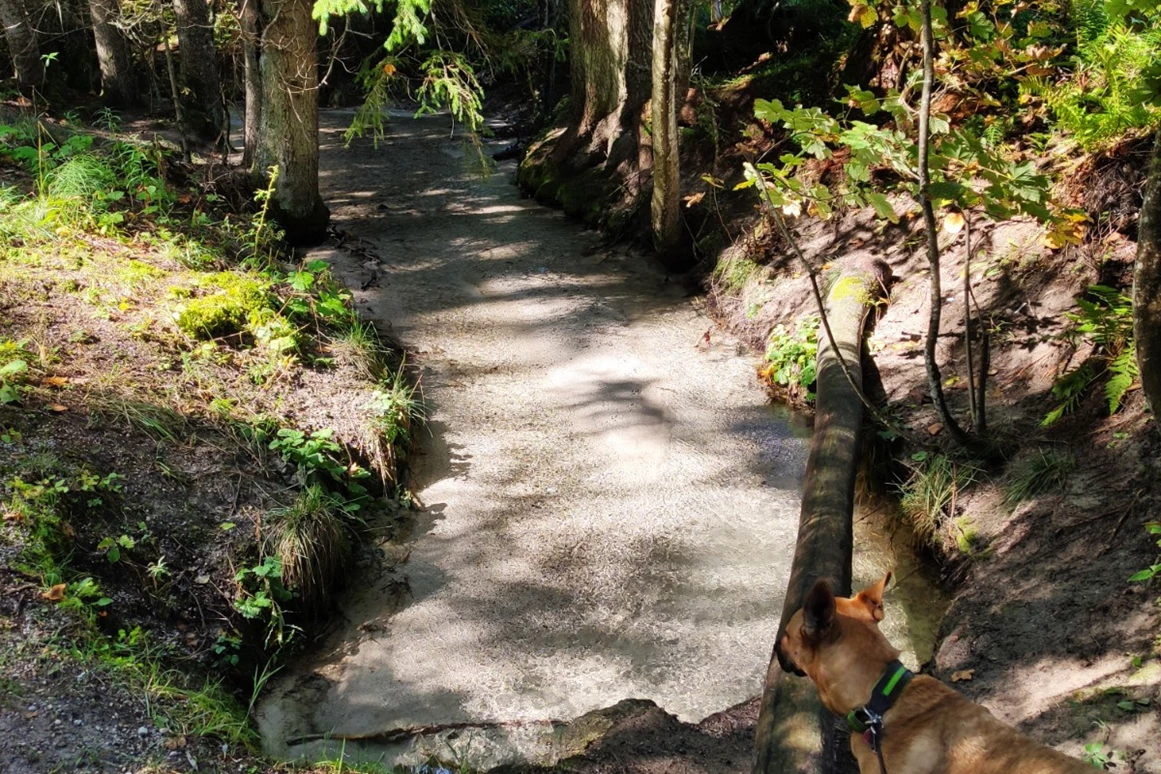 Urlaub-mit-Hund: Almfrieden Hotel & Romantikchalet
