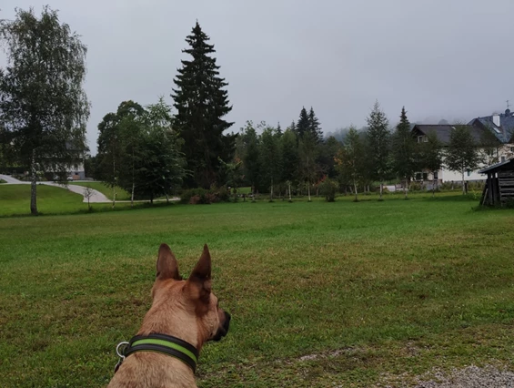 Urlaub-mit-Hund: Almfrieden Hotel & Romantikchalet