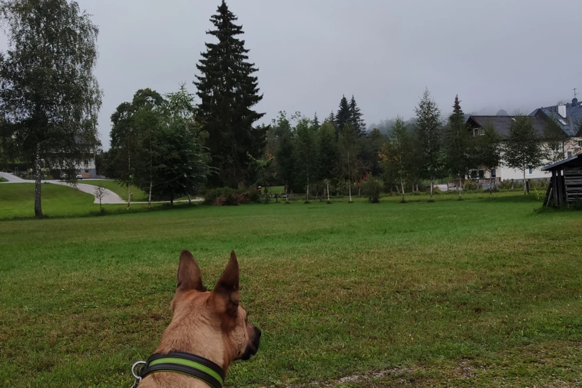 Urlaub-mit-Hund: Almfrieden Hotel & Romantikchalet