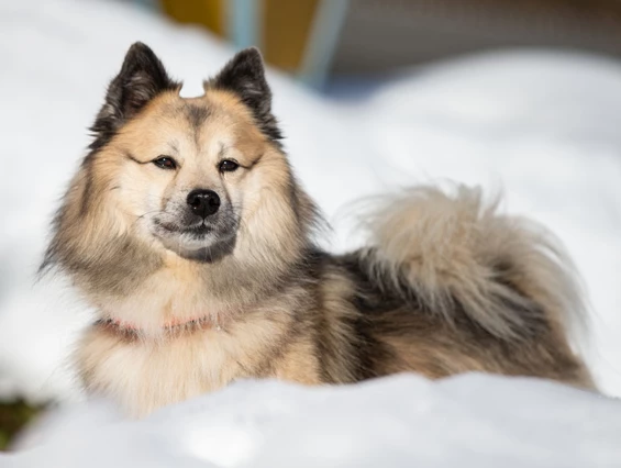 Urlaub-mit-Hund: Almfrieden Hotel & Romantikchalet - Urlaub mit Hund