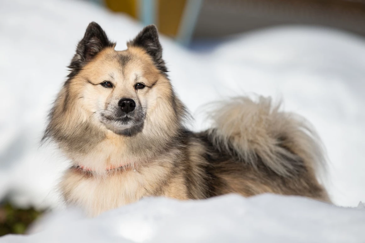 Urlaub-mit-Hund: Almfrieden Hotel & Romantikchalet - Urlaub mit Hund