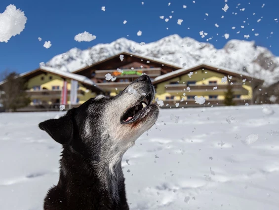 Urlaub-mit-Hund: Sapß im Schnee - auch für Ihren Vierbeiner! - Almfrieden Hotel & Romantikchalet - Haus | Umgebung, Urlaub mit Hund