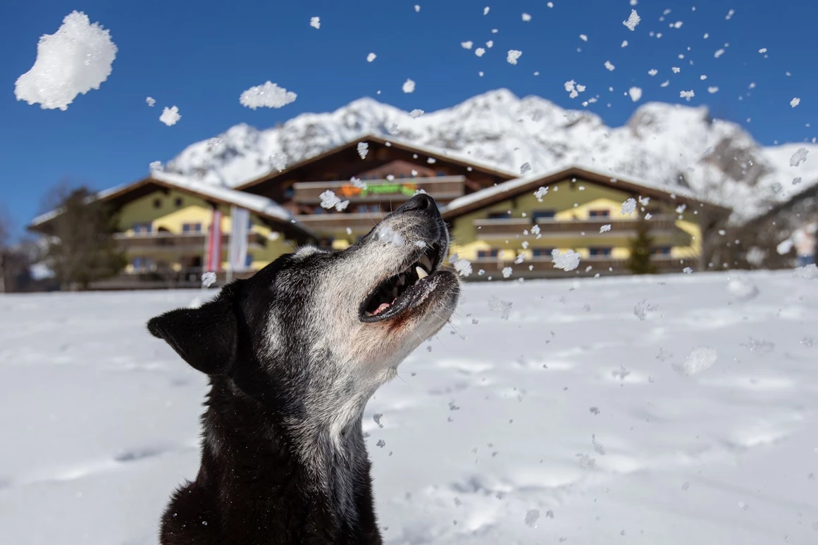 Urlaub-mit-Hund: Sapß im Schnee - auch für Ihren Vierbeiner! - Almfrieden Hotel & Romantikchalet - Haus | Umgebung, Urlaub mit Hund