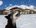 Urlaub-mit-Hund: Sapß im Schnee - auch für Ihren Vierbeiner! - Almfrieden Hotel & Romantikchalet