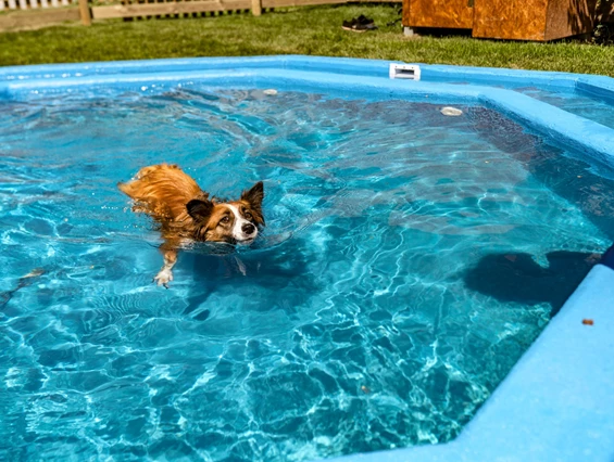 Urlaub-mit-Hund: unser im Juli 2022 neu errichteter Hundepool - Almfrieden Hotel & Romantikchalet - Wasser | Wellness