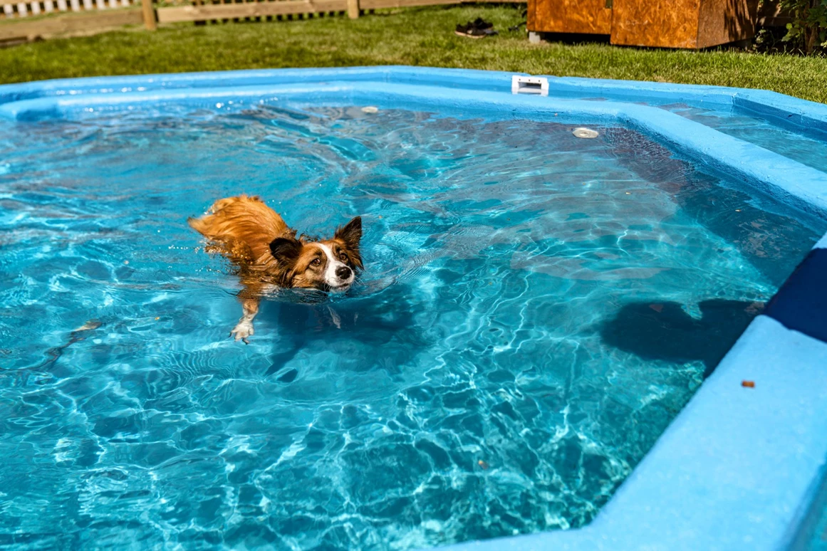 Urlaub-mit-Hund: unser im Juli 2022 neu errichteter Hundepool - Almfrieden Hotel & Romantikchalet - Wasser | Wellness