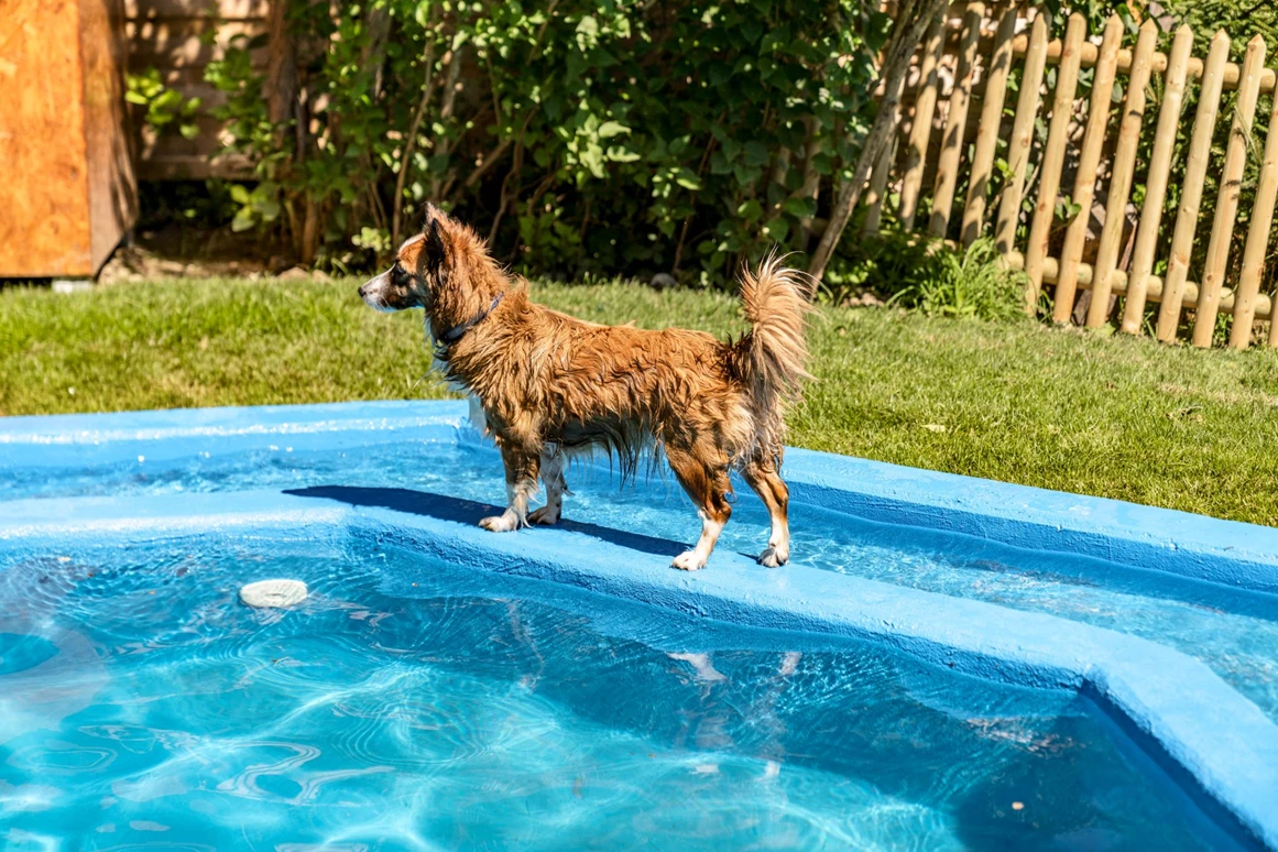 Urlaub-mit-Hund: unser neuer Hundepool - Almfrieden Hotel & Romantikchalet - Urlaub mit Hund