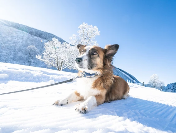 Urlaub-mit-Hund: Almfrieden Hotel & Romantikchalet - Urlaub mit Hund