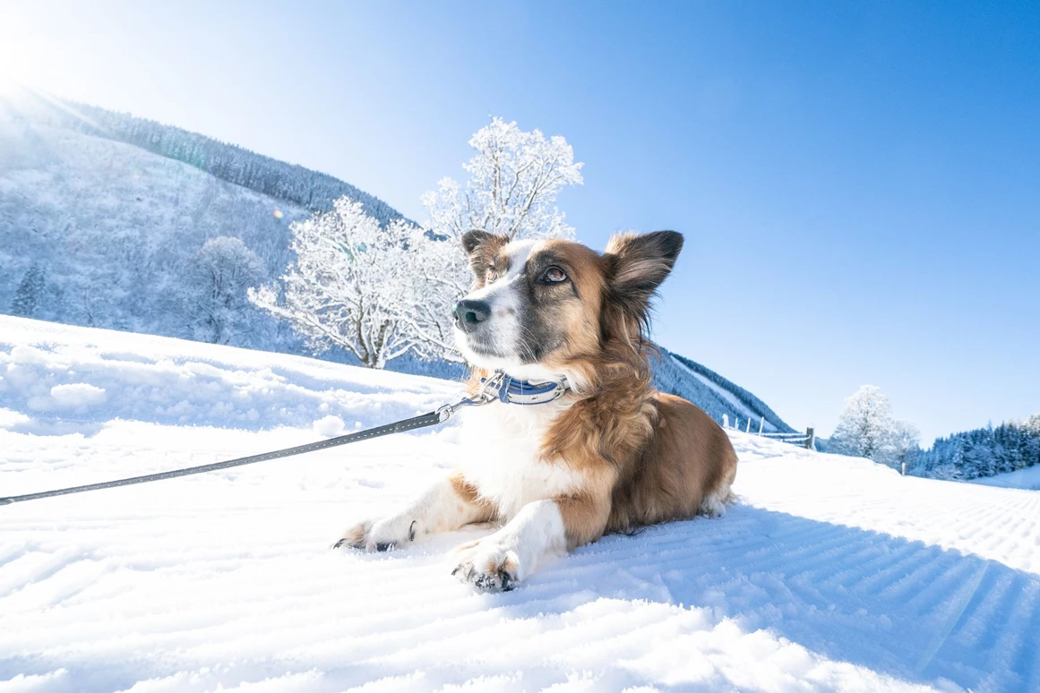 Urlaub-mit-Hund: Almfrieden Hotel & Romantikchalet - Urlaub mit Hund