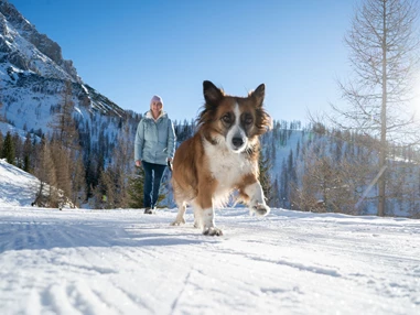Urlaub-mit-Hund: Almfrieden Hotel & Romantikchalet - Urlaub mit Hund