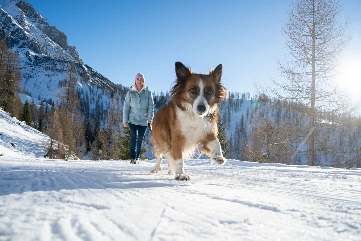 Urlaub-mit-Hund: Almfrieden Hotel & Romantikchalet - Urlaub mit Hund