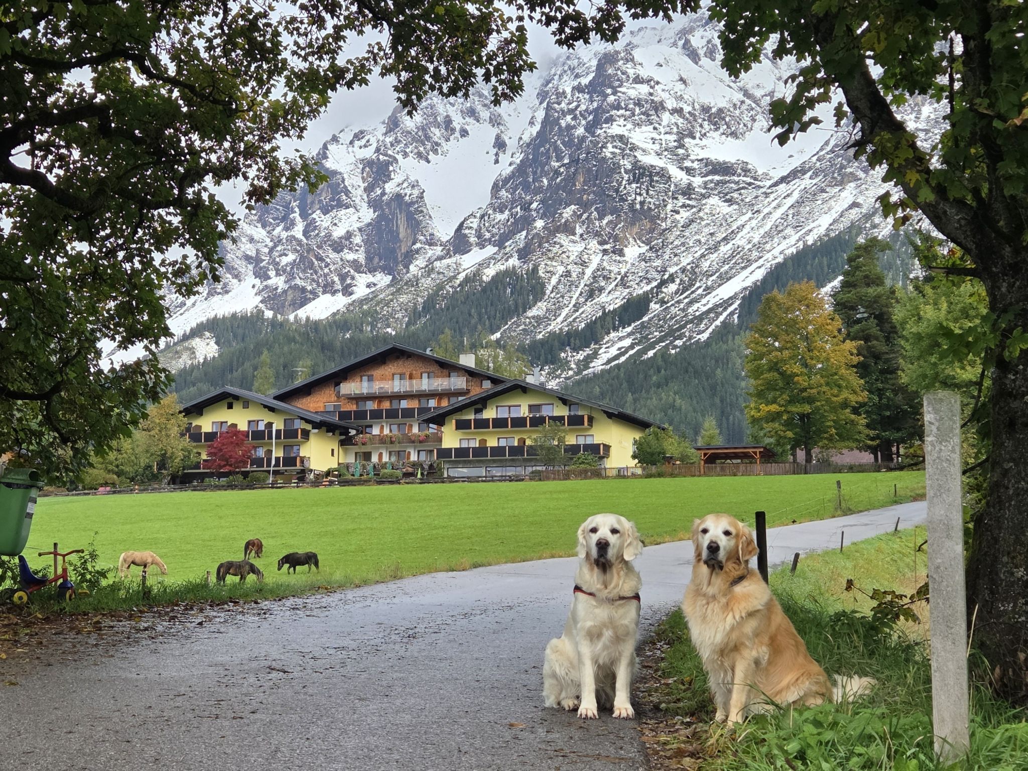 Hundehotel - Preisniveau: moderat - Schladming - Hunde vorm Hotel - Almfrieden Hotel & Romantikchalet