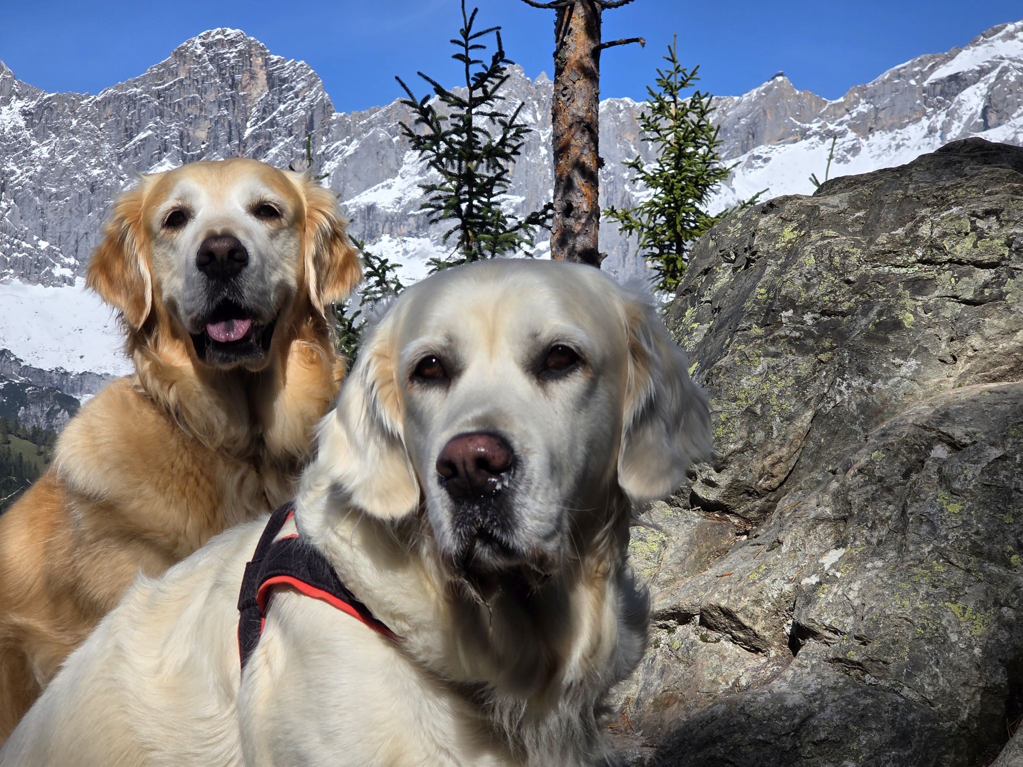 Urlaub-mit-Hund: Herbsturlaub mit Hund - Almfrieden Hotel & Romantikchalet - Urlaub mit Hund