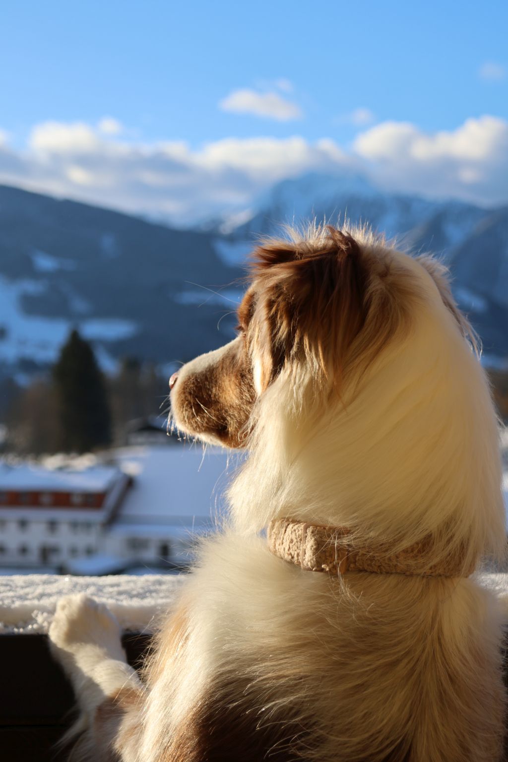 Urlaub-mit-Hund: Almfrieden Hotel & Romantikchalet - Urlaub mit Hund