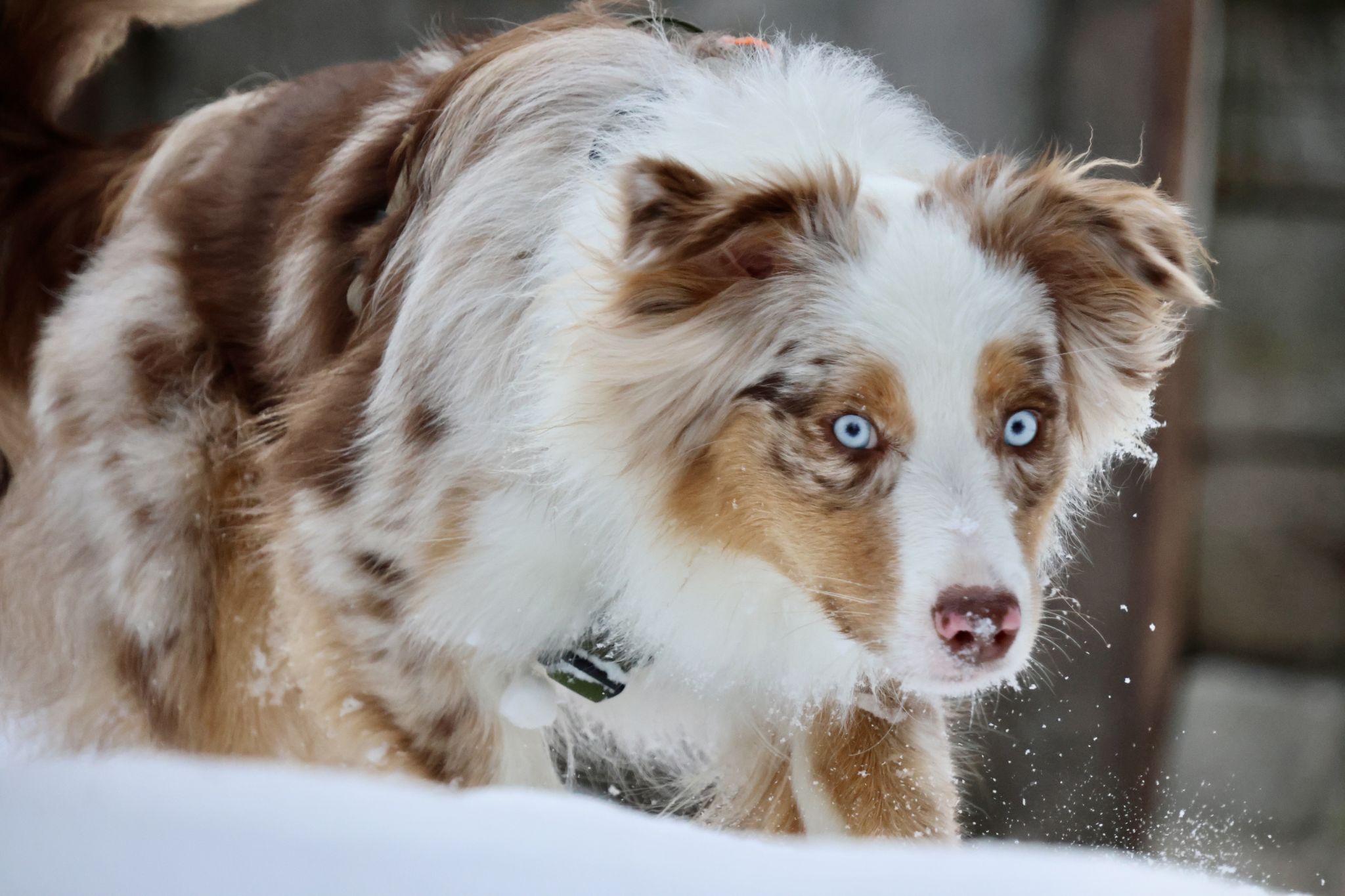 Urlaub-mit-Hund: Almfrieden Hotel & Romantikchalet - Urlaub mit Hund