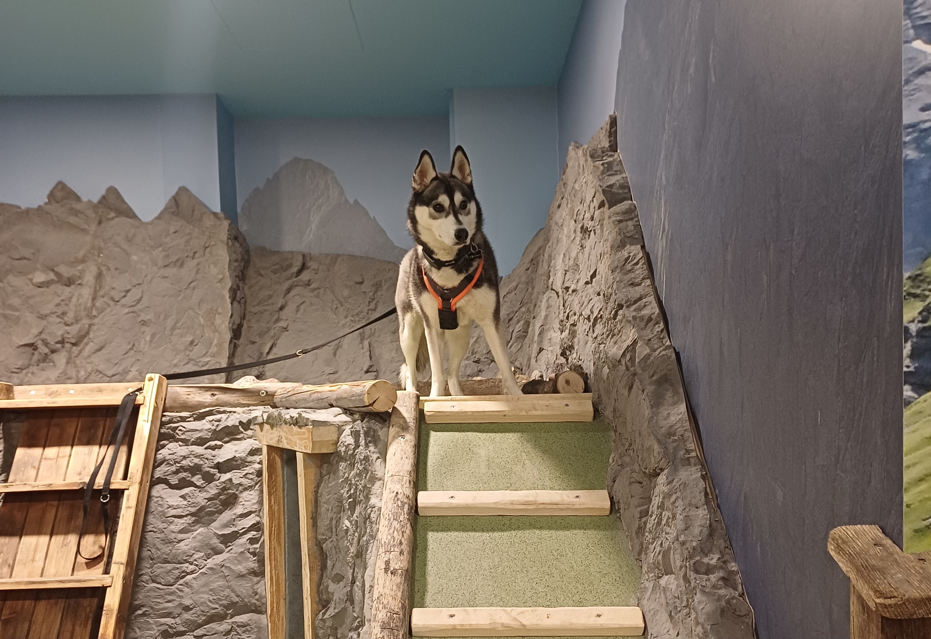 Urlaub-mit-Hund: Almfrieden Hotel & Romantikchalet - Urlaub mit Hund