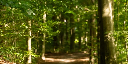 Hundehotel - Klassifizierung: 4 Sterne S - Schleswig-Holstein - Wald neben dem Hotel - Ringhotel Birke