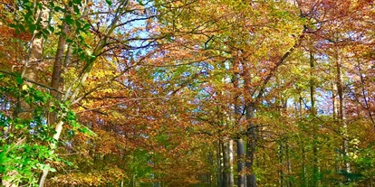 Hundehotel - Klassifizierung: 4 Sterne S - Schleswig-Holstein - Wald - Ringhotel Birke