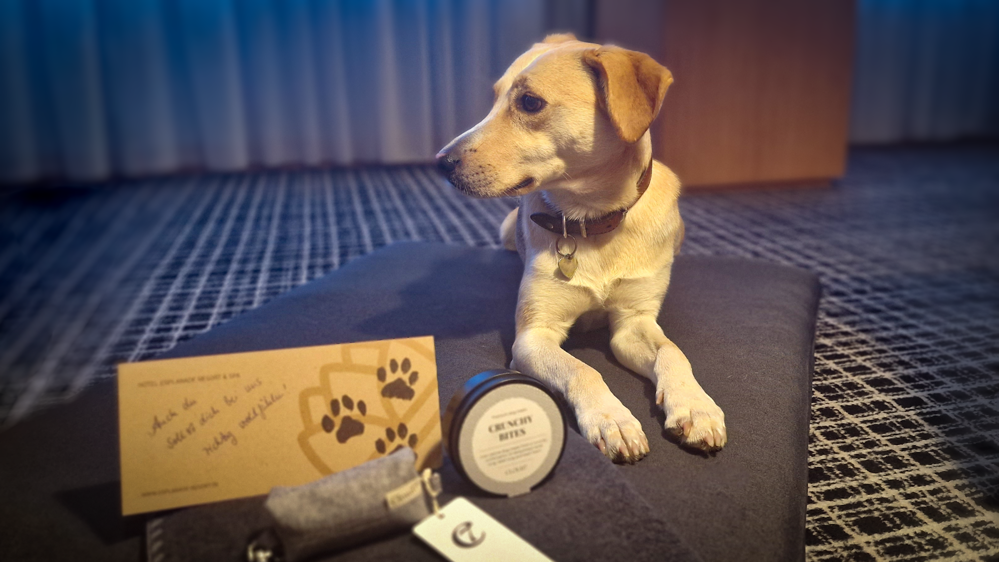 Hundehotel - Deutschland - Auf Ihre geliebte Fellnase wartet außerdem eine kuscheliges Hundebett aus Fleece und zwei Hundenäpfe aus Edelstahl. - Hotel Esplanade Resort & Spa