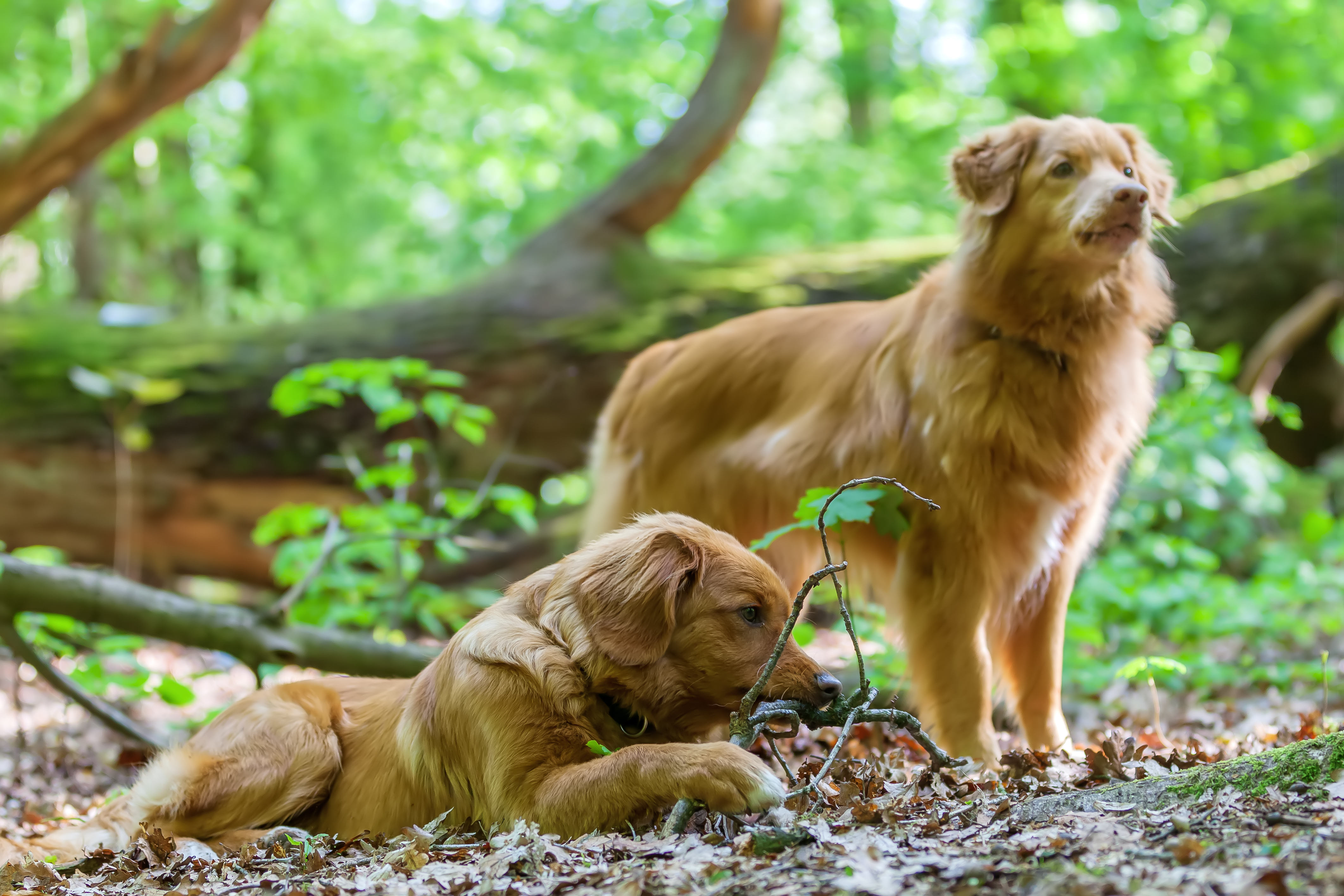 Hundehotel - Deutschland - Zahlreiche Wiesen und Wälder, Rad- und Wanderwege bieten viel zum Entdecken. - Hotel Esplanade Resort & Spa