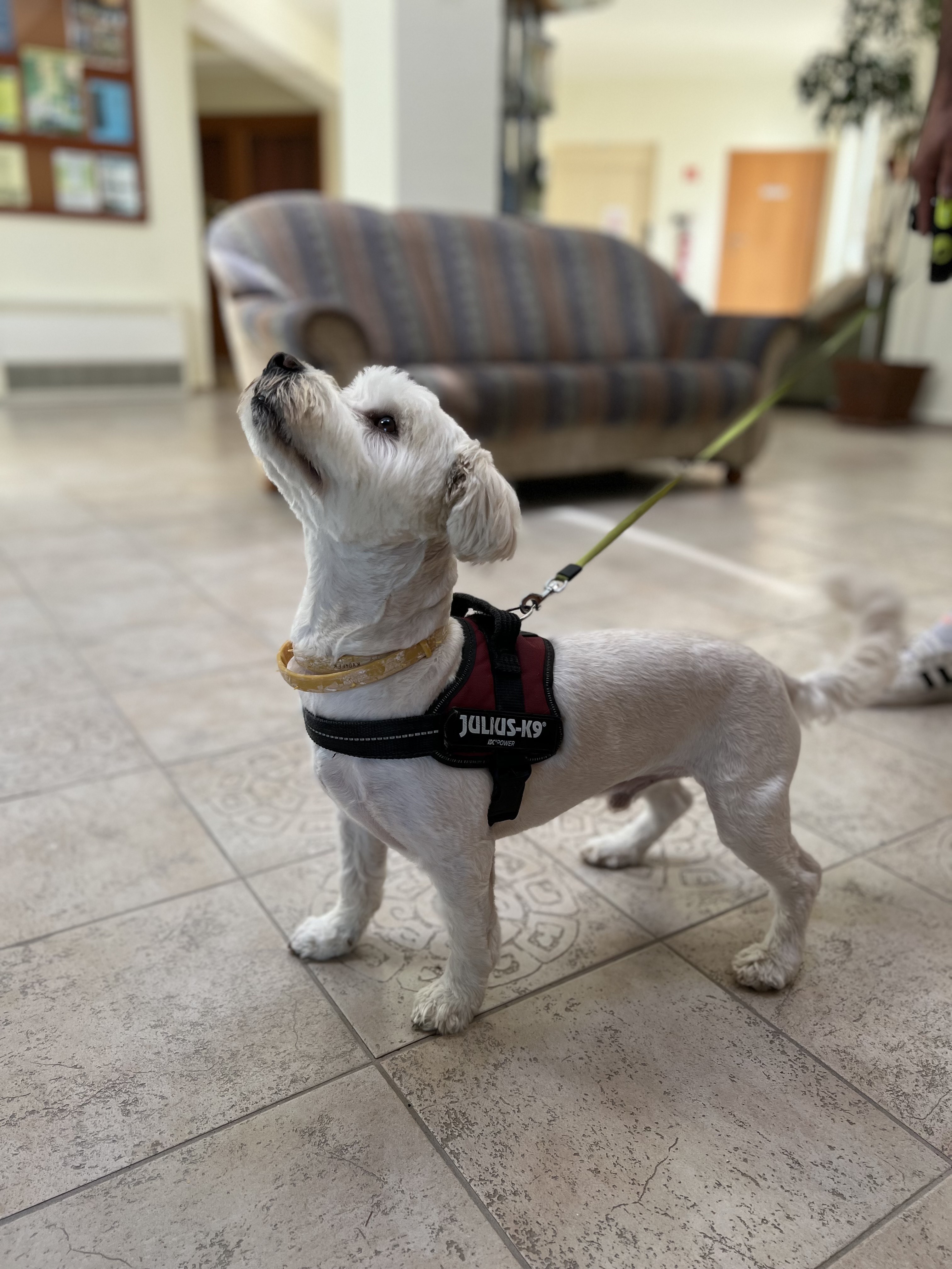 Urlaub-mit-Hund: Kleiner Gast - AquaTherm Hotel***