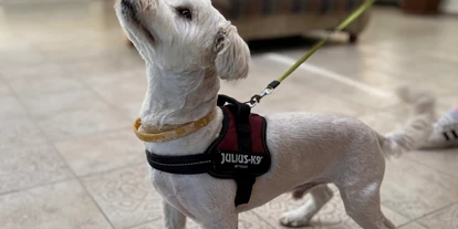 Hundehotel - Ungarn - Kleiner Gast - AquaTherm Hotel***