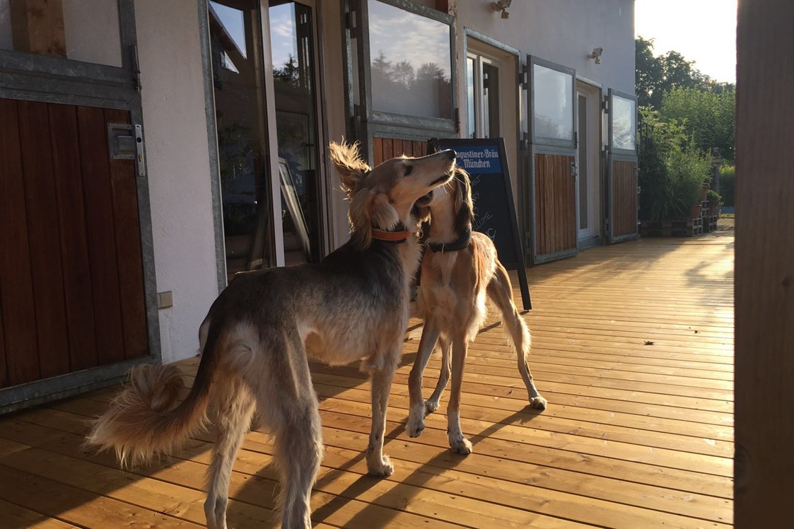 Urlaub-mit-Hund: Resorthotel Chalet Valley