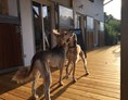 Urlaub-mit-Hund: Resorthotel Chalet Valley