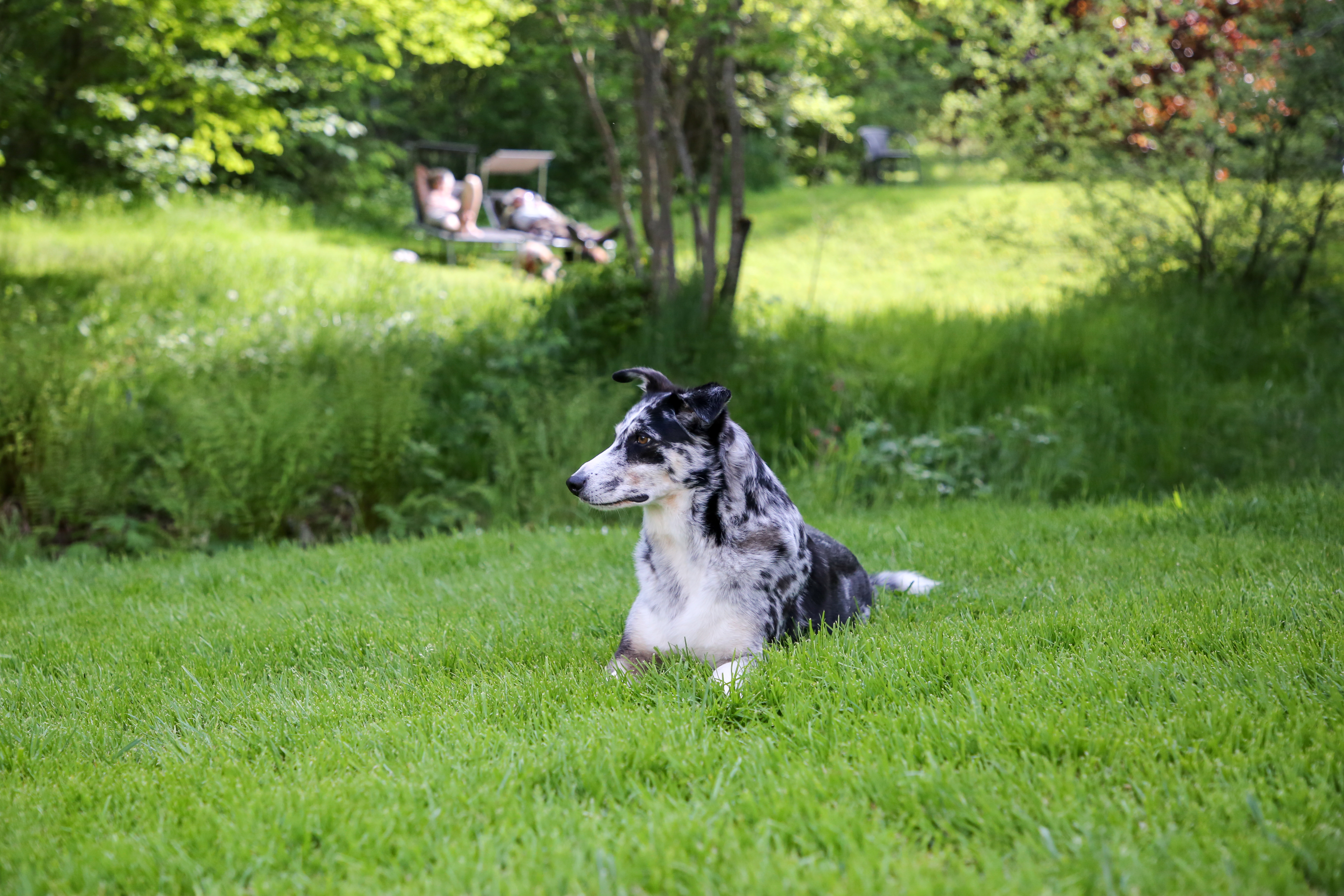 Urlaub-mit-Hund: Garten - Gästehaus Falkenau