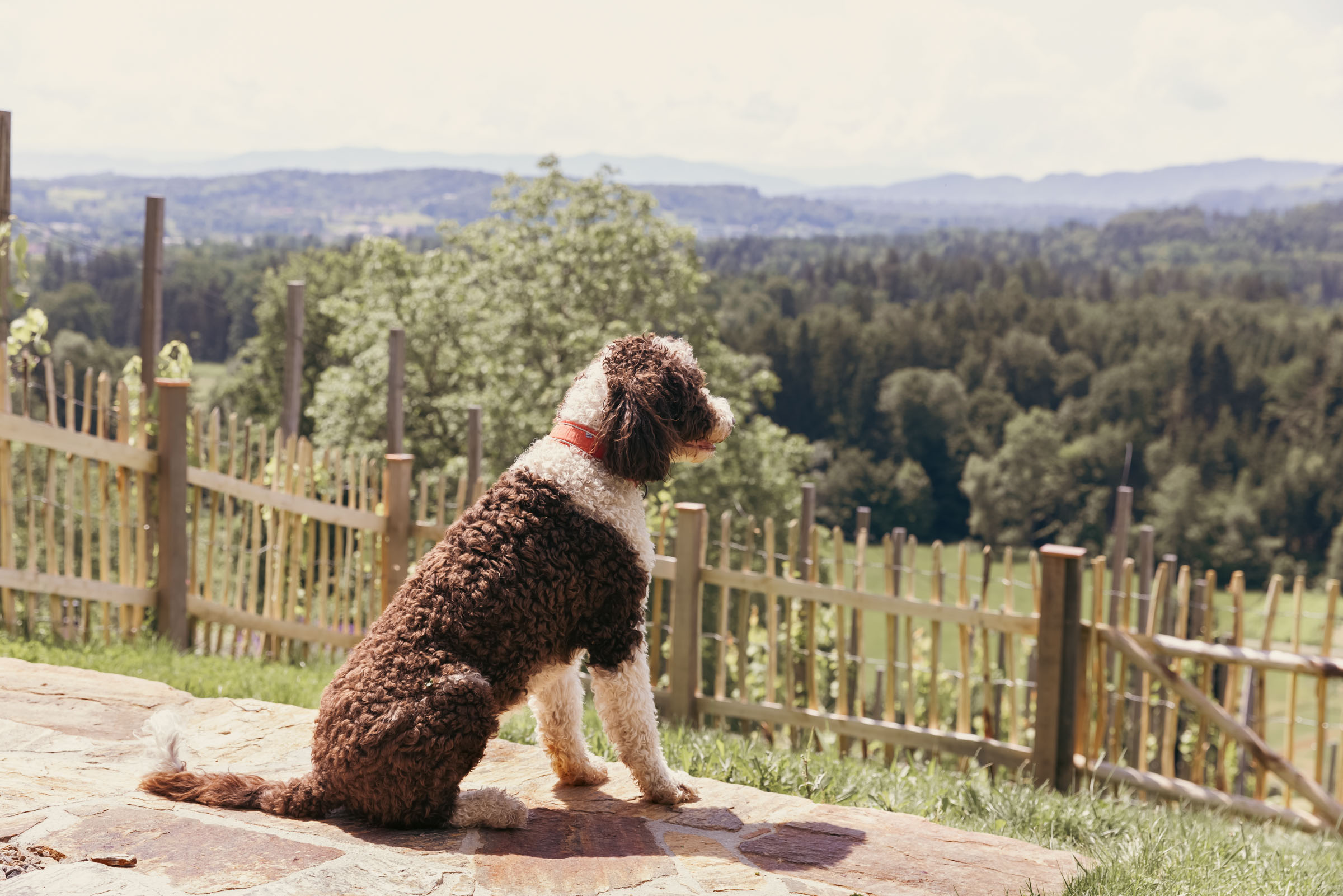 Hundewiese - Teufenbach