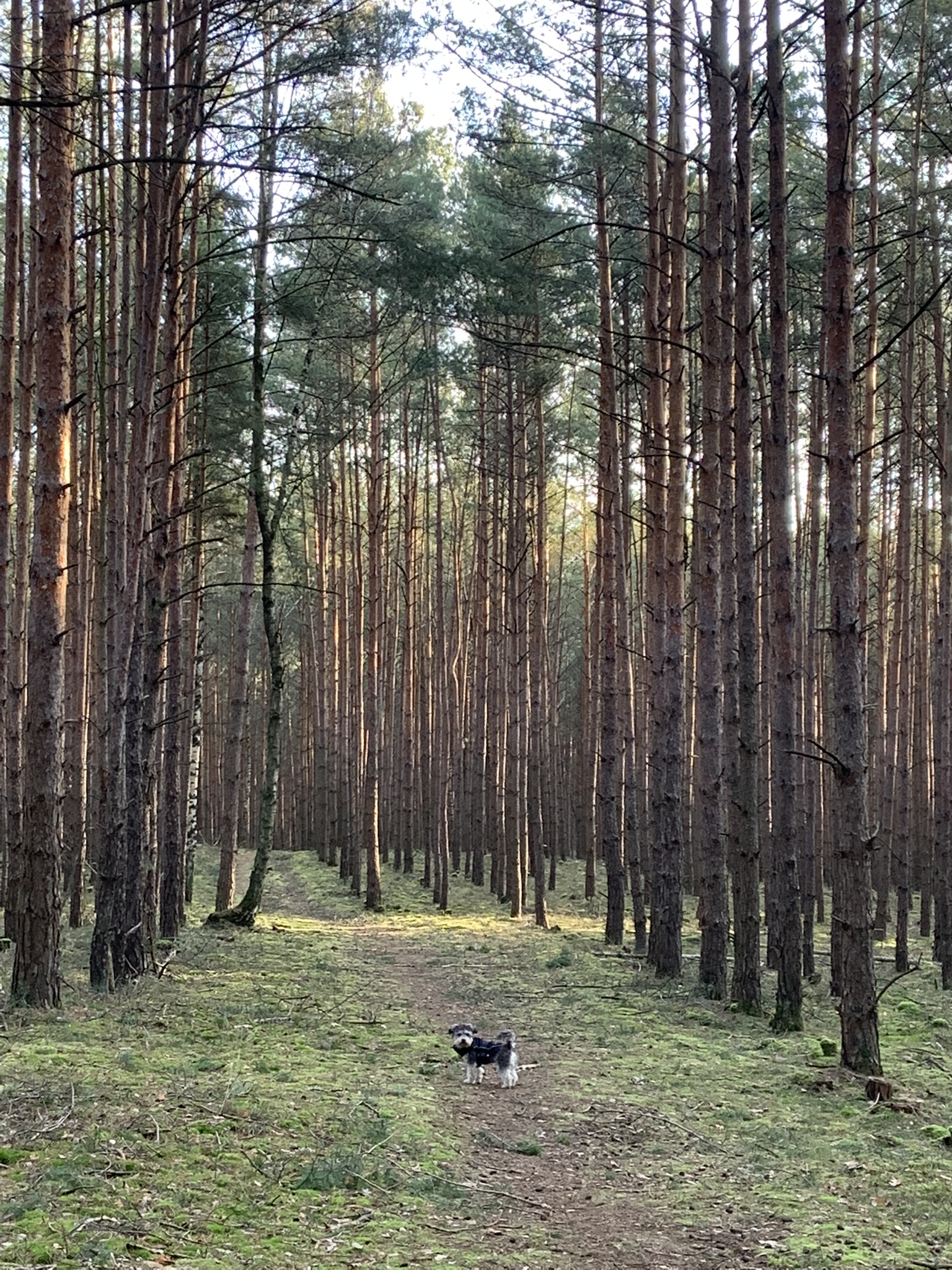 Urlaub-mit-Hund: Natur & Wellness Haus Oase - Haus | Umgebung