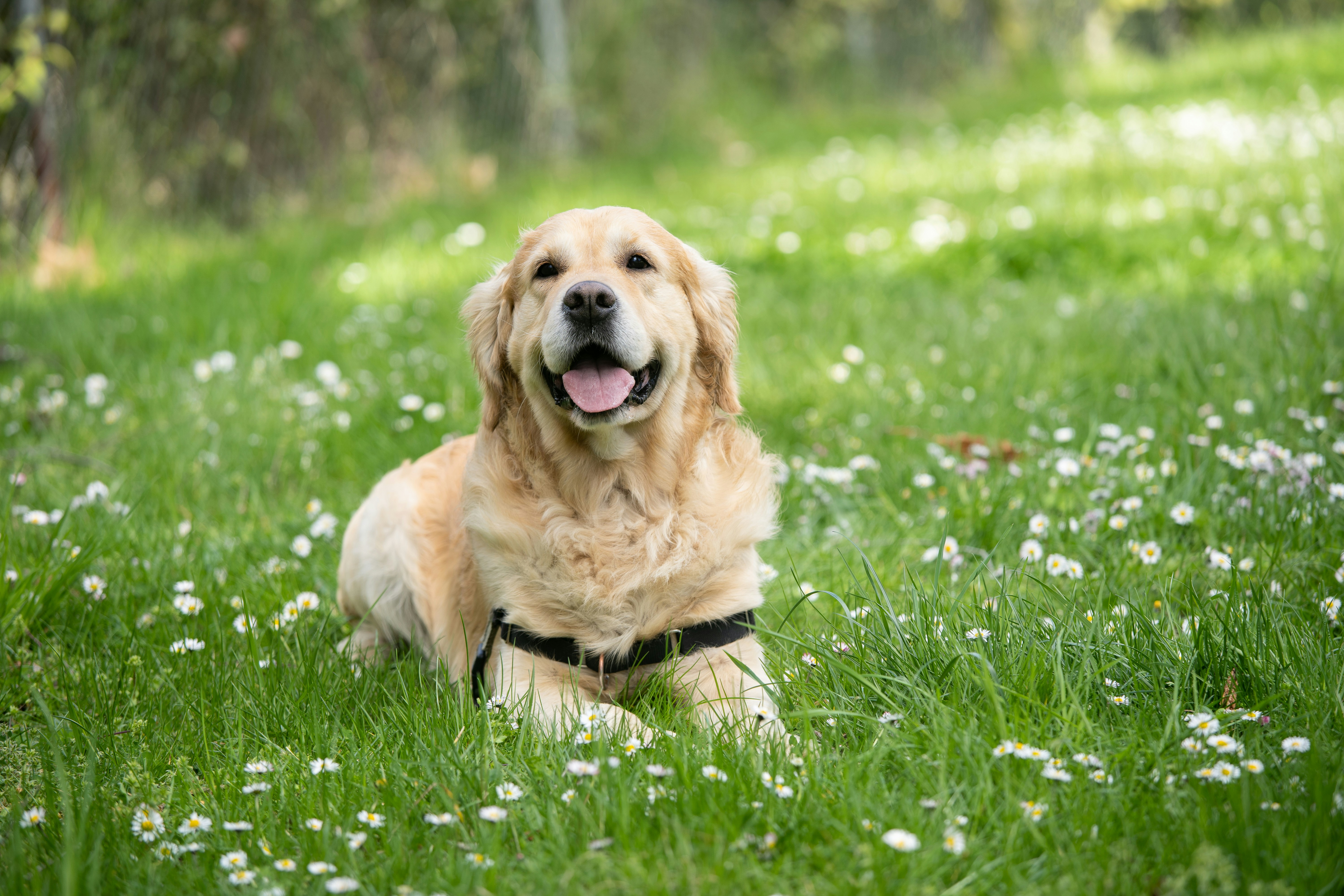 Hundehotel - Umgebungsschwerpunkt: Therme - Obertauern - Hunde willkommen! - Hotel Restaurant Grimmingblick