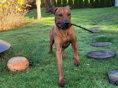 Hundehotel - Preisniveau: moderat - Hessen Nord - Unsere Gäste auf 4 Pfoten - D&B staycation Resort