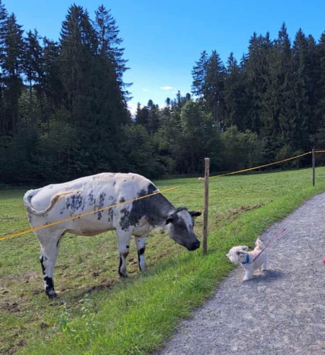 Urlaub-mit-Hund: AllgäuVilla ***** Scheidegg, Sonnenterrasse über dem Bodensee