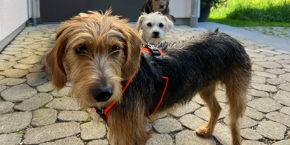 Hundehotel - Trink-/Fressnapf: vor dem Haus - Fürth (Fürth) - Chaletdorf Büchelbergerei