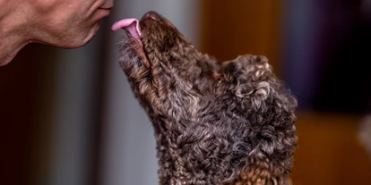 Hundehotel - Verpflegung: Halbpension - Baden-Württemberg - Kisses - Sapia Hotel Rheinsberg