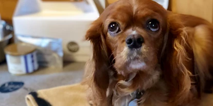 Hundehotel - Verpflegung: Halbpension - Baden-Württemberg - Hundepaket für Ihren Vierbeiner - Sapia Hotel Rheinsberg