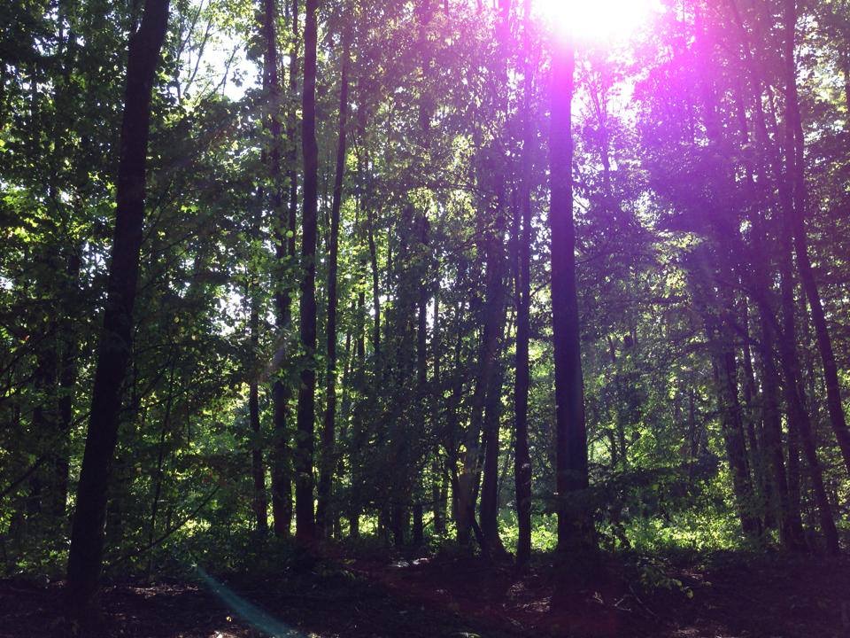 Urlaub-mit-Hund: Wald hinter dem Hotel zum Spazieren - Sapia Hotel Rheinsberg