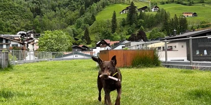 Hundehotel - Verpflegung: Frühstück - Ramsau am Dachstein - Hotelhündin Poldi auf der Dachterrasse - Hotel Blü