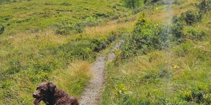 Hundehotel - Verpflegung: Frühstück - Ramsau am Dachstein - Hotelhündin Poldi beim wandern - Hotel Blü