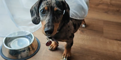 Hundehotel - Verpflegung: Halbpension - Baden-Württemberg - Haushund Lilli - Hotel-Restaurant Suggenbad