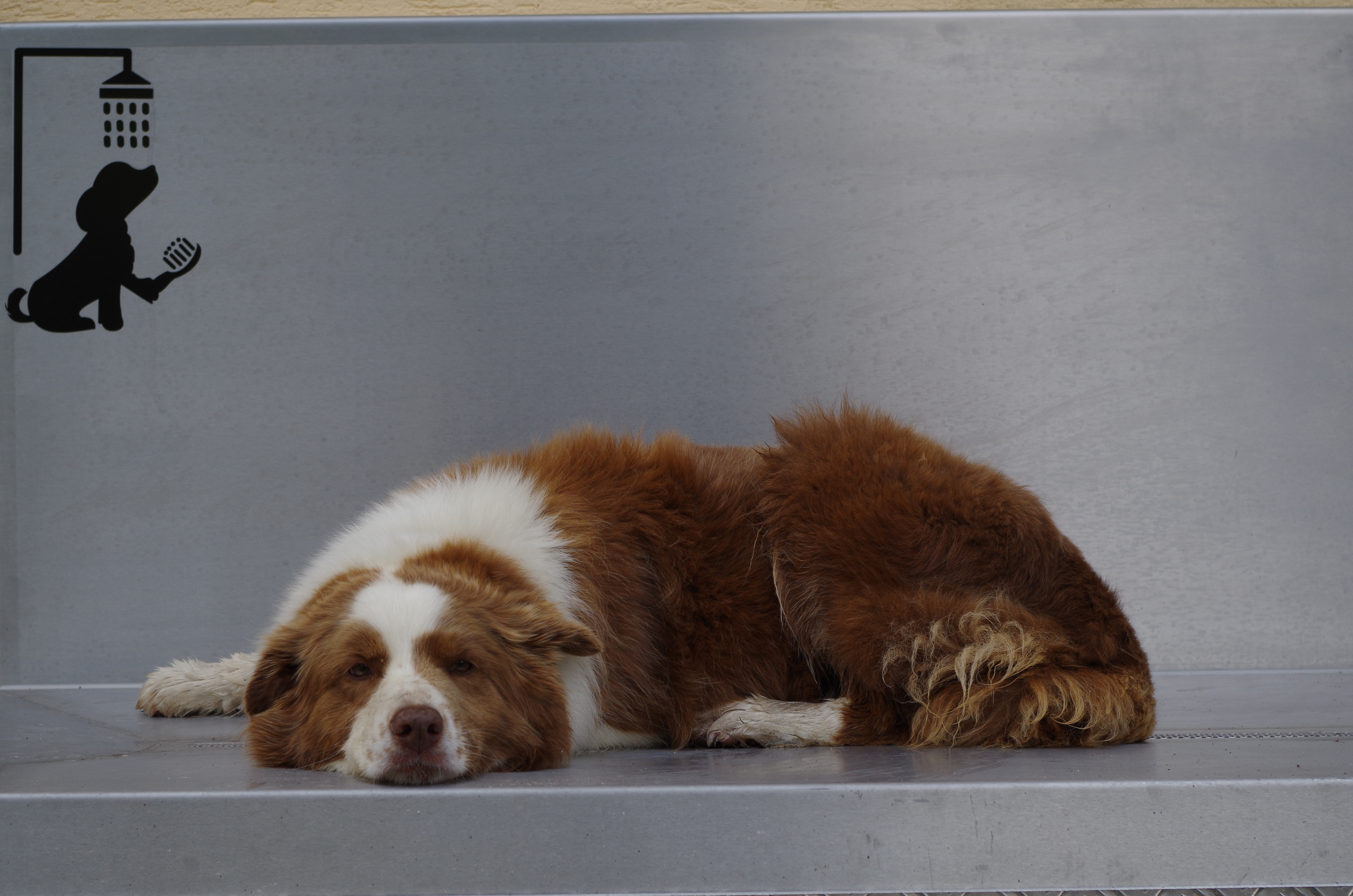 Urlaub-mit-Hund: Hotel Berghof Ramsau, Wieser GmbH