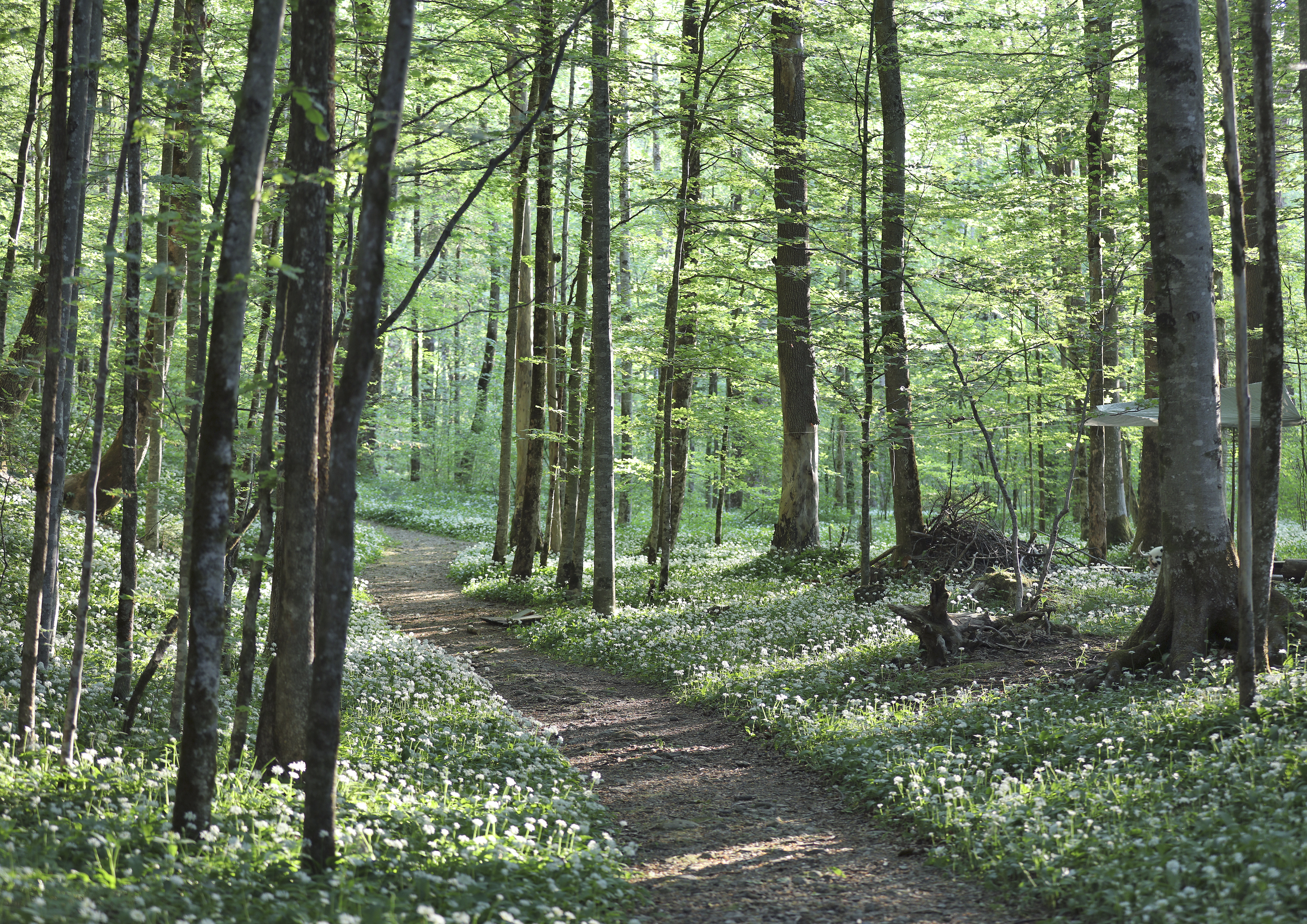Weissbad Lodge Ausflüge mit Hund Glandenstein