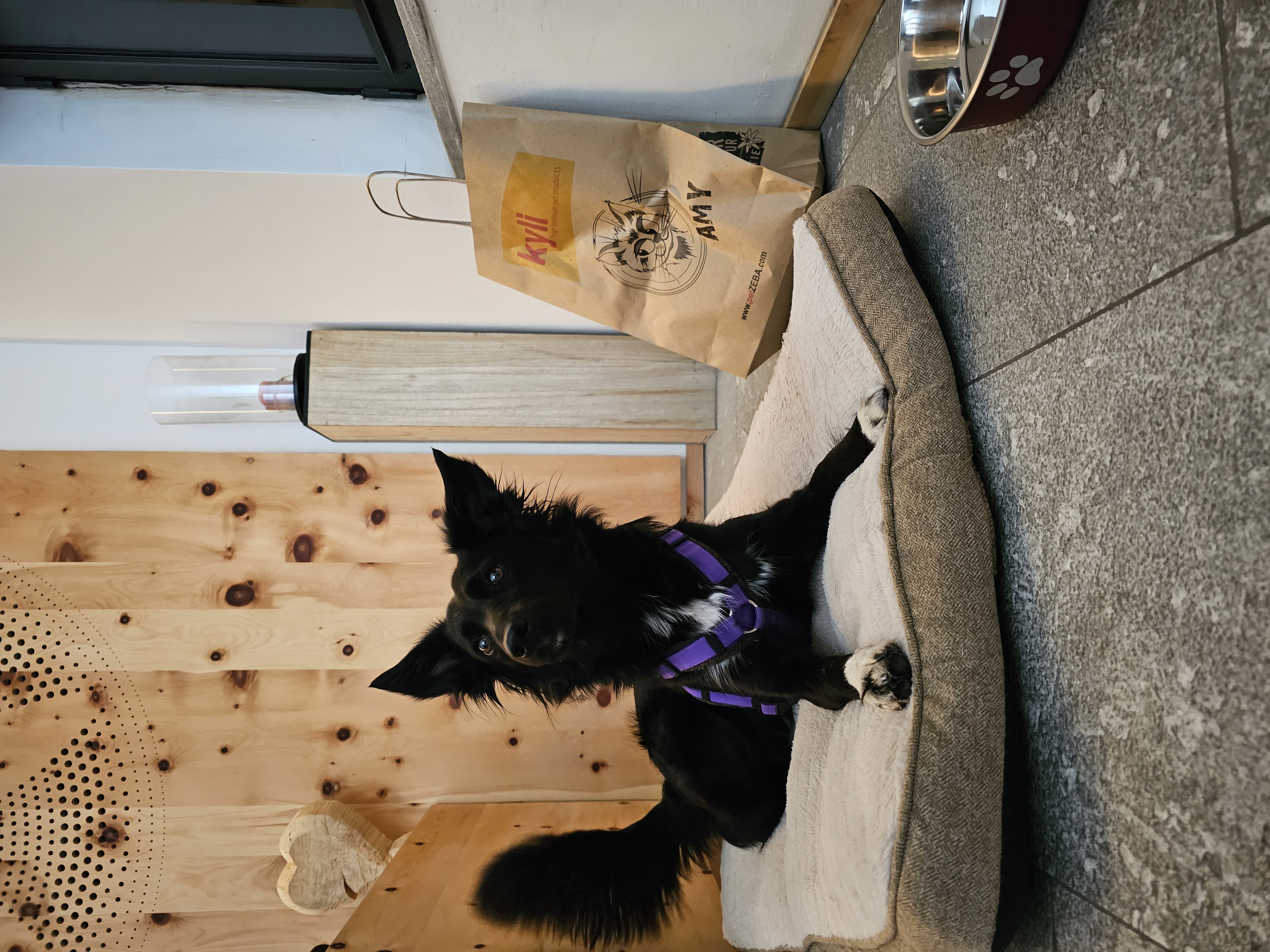 Urlaub-mit-Hund: Unsere Hotelhündin Kira freut sich über 4 Beinige Fellnasen. - Hotel Chesa Surlej