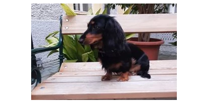 Hundehotel - Unterkunftsart: Hotel - Baden (Baden) - Unsere Dackelin Laya ist zwar etwas schüchtern, freut sich aber natürlich, wenn andere "Artgenossen" nach Gumpoldskirchen finden. - Schloss Gumpoldskirchen