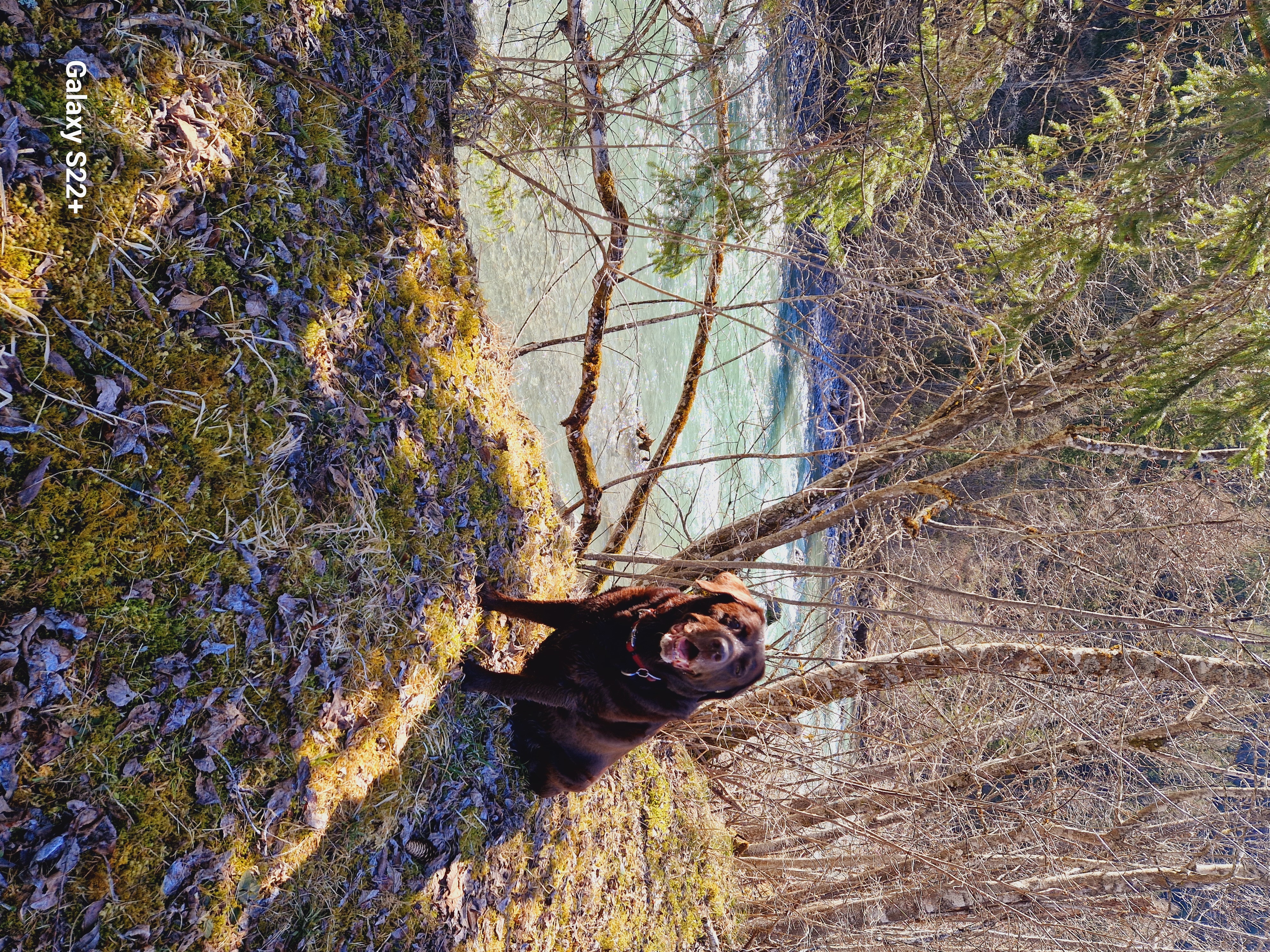 Urlaub-mit-Hund: Gasthof Schwarzer Adler in Hägerau