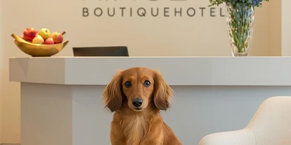 Hundehotel - Verpflegung: Halbpension - Baden-Württemberg - Dackel in der Lobby vom Boutiquehotel Drei Ringe in der Nähe von Basel, Bad Säckingen, Rheinfelden - Boutiquehotel Drei Ringe