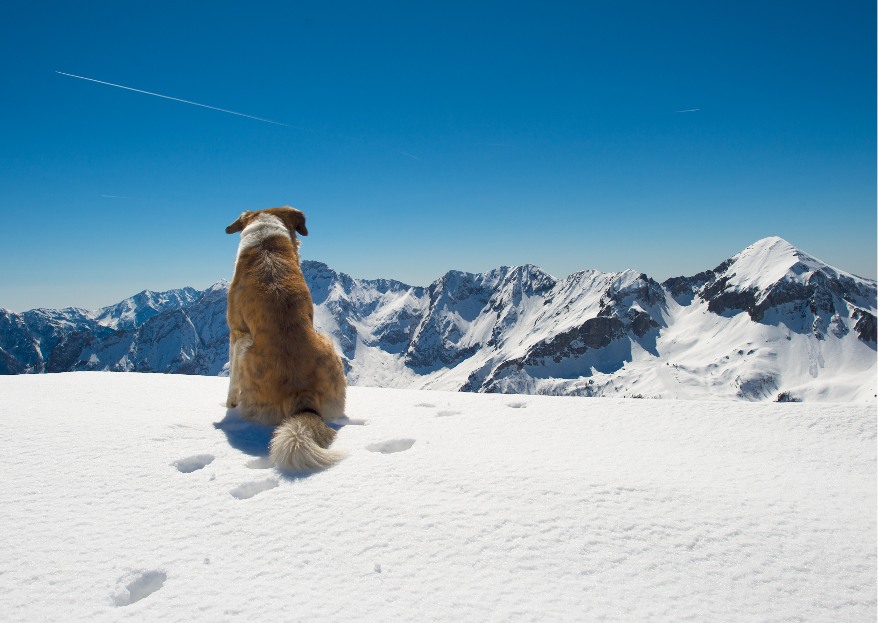 Urlaub-mit-Hund: Ein tierisch gutes Panorama! - Panoramahotel Talhof Garni & more