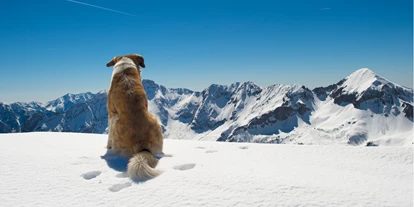 Hundehotel - Ofterschwang - Ein tierisch gutes Panorama! - Panoramahotel Talhof Garni & more